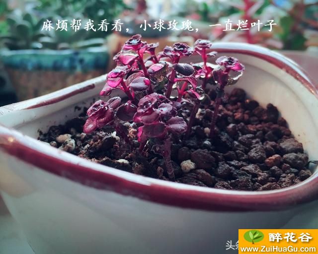 麻烦帮我看看,小球玫瑰,一直烂叶子