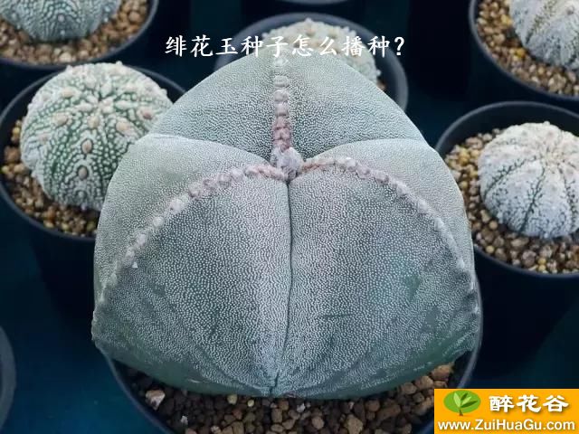 绯花玉种子怎么播种？