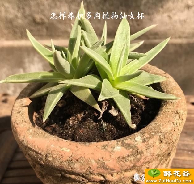 怎样养护多肉植物仙女杯