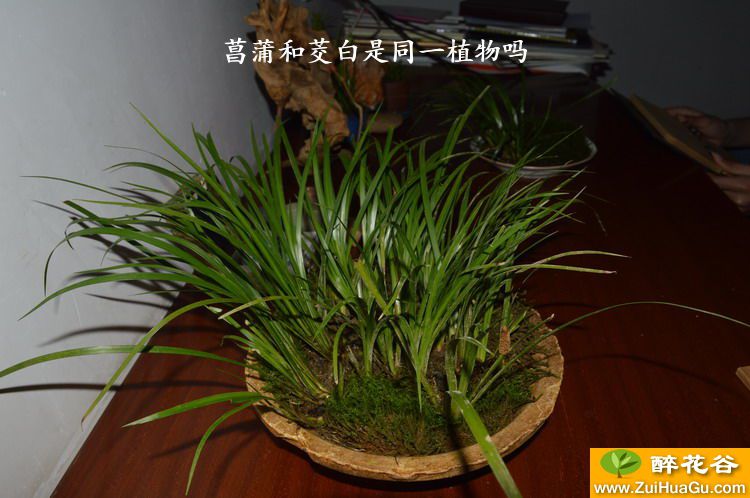 菖蒲和茭白是同一植物吗