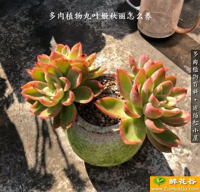 多肉植物丸叶姬秋丽怎么养