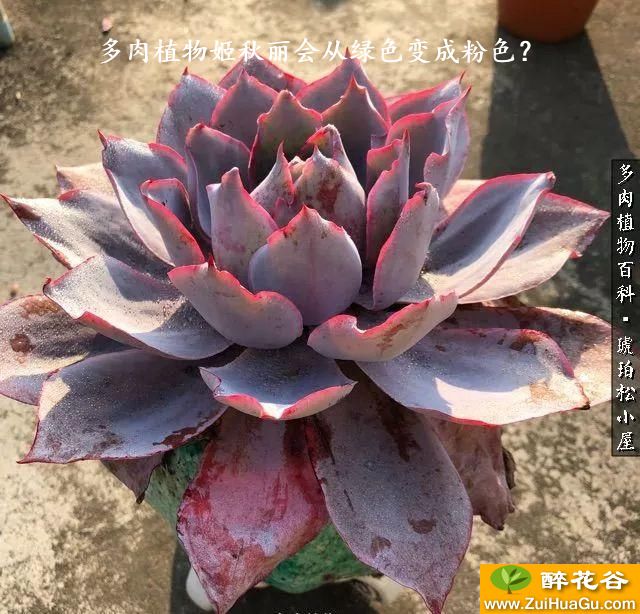 多肉植物姬秋丽会从绿色变成粉色？