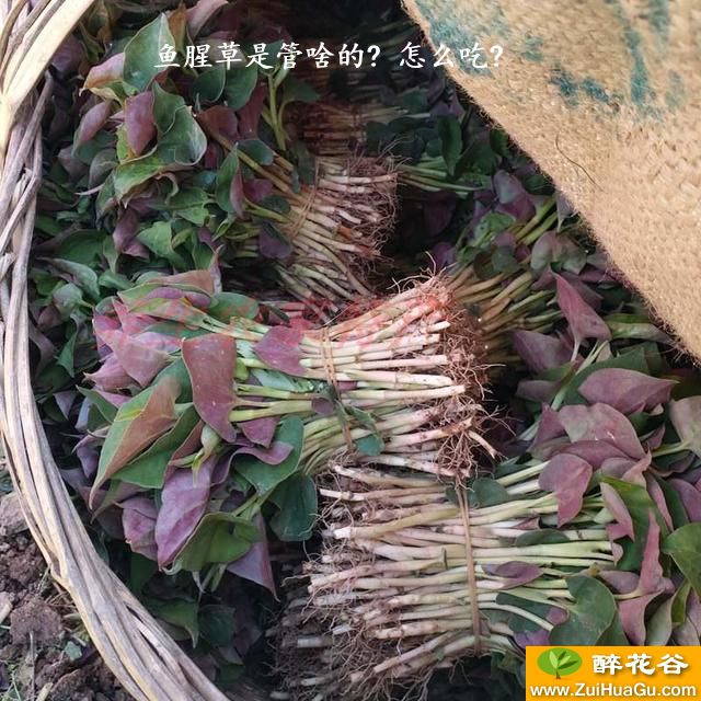 鱼腥草是管啥的? 怎么吃?