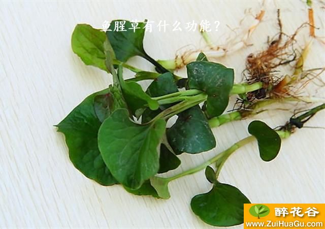 鱼腥草有什么功能？