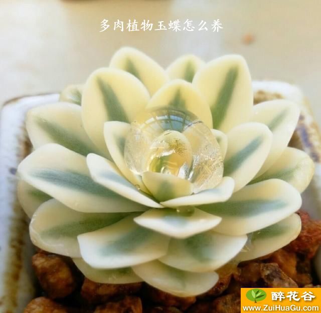 多肉植物玉蝶怎么养