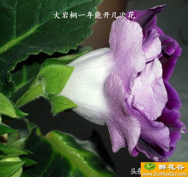 大岩桐一年能开几次花