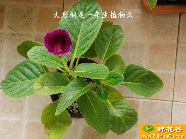 大岩桐是一年生植物么