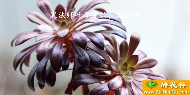 黑法师叶子变软，怎么办