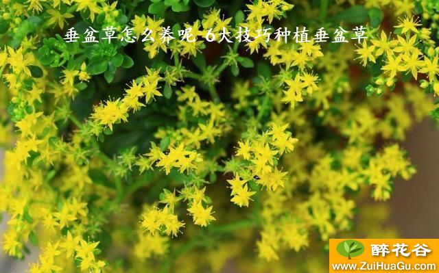 垂盆草怎么养呢 6大技巧种植垂盆草