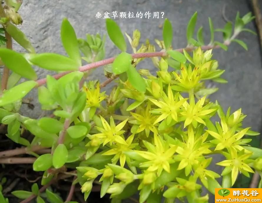 垂盆草颗粒的作用?