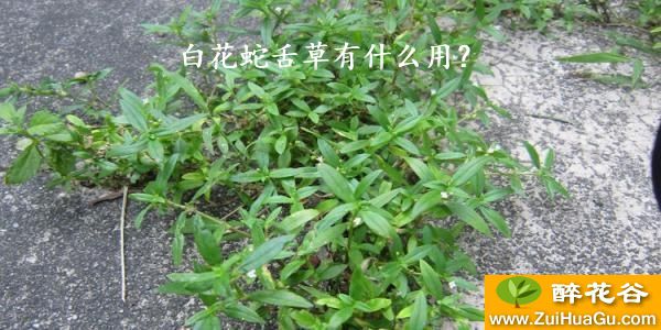 白花蛇舌草有什么用？