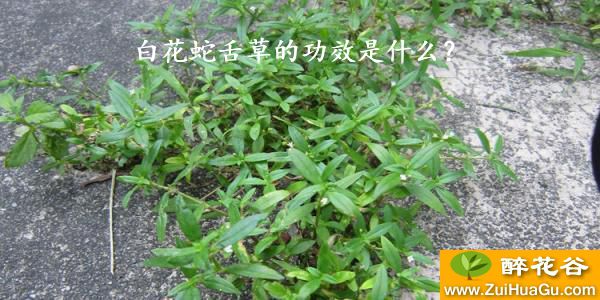 白花蛇舌草的功效是什么？