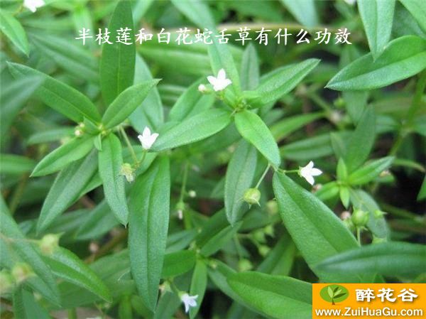 半枝莲和白花蛇舌草有什么功效