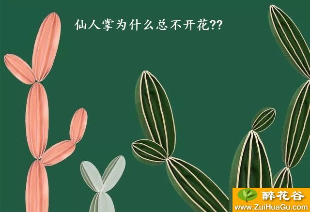 仙人掌为什么总不开花??