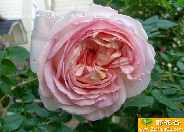 藤本月季和蔷薇哪个花期长些，哪个品种种植更好