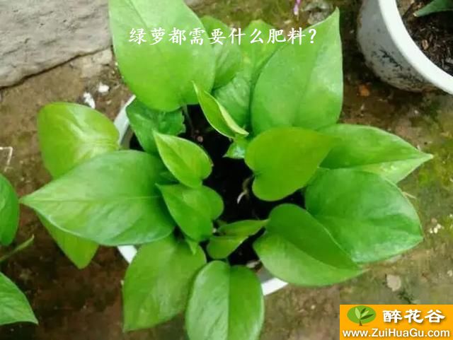 绿萝都需要什么肥料?