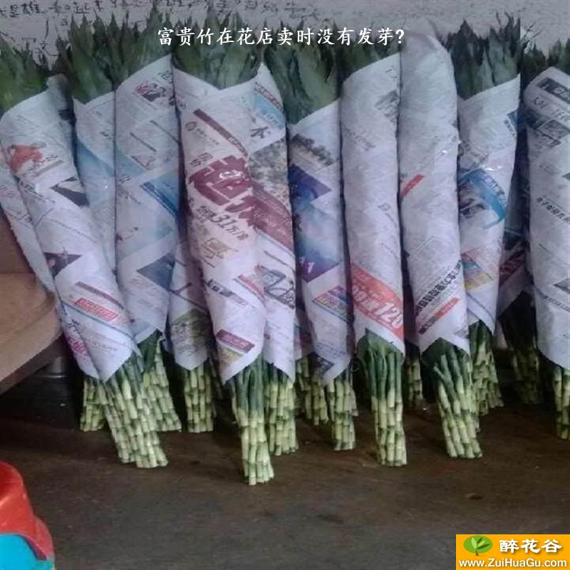 富贵竹在花店卖时没有发芽?