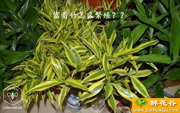 富贵竹怎么繁殖？？