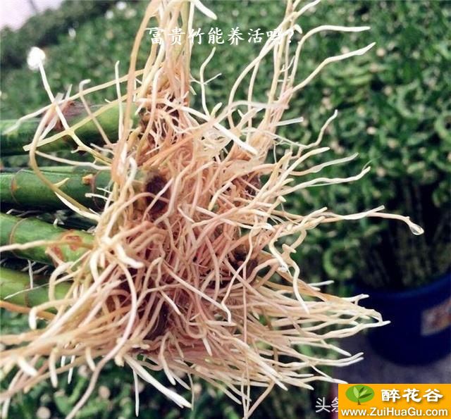 富贵竹能养活吗?