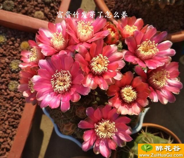 富贵竹发芽了怎么养