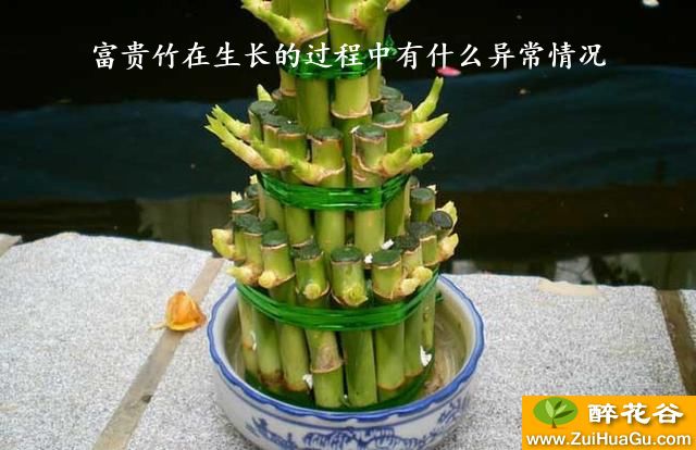 富贵竹在生长的过程中有什么异常情况