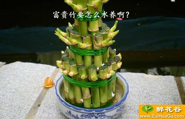 富贵竹要怎么水养啊？