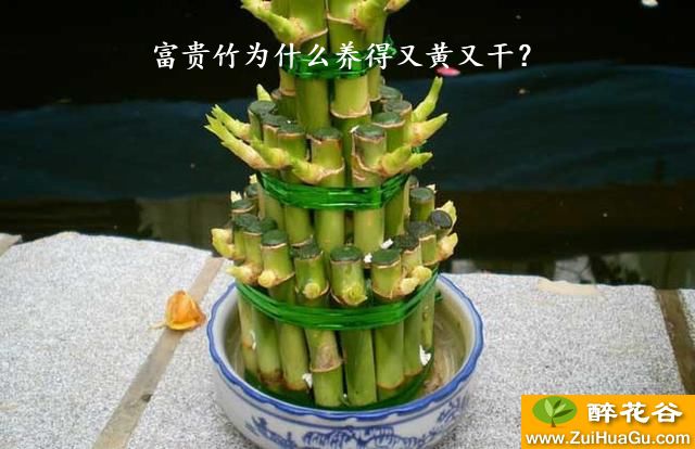 富贵竹为什么养得又黄又干？