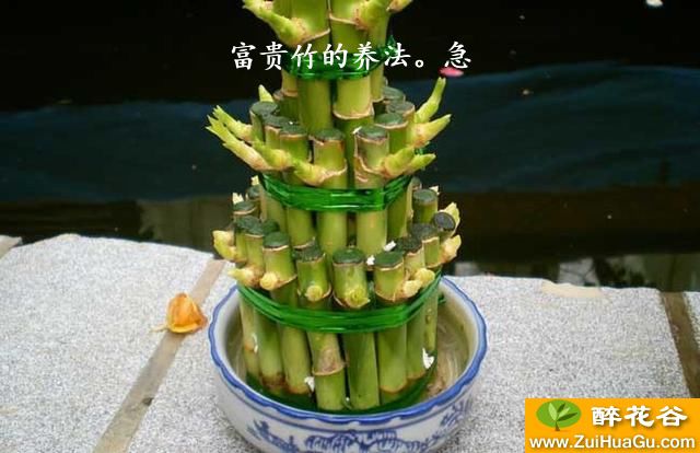 富贵竹的养法。急