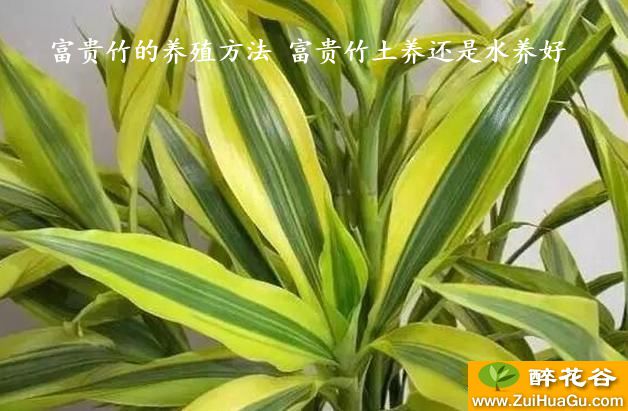 富贵竹的养殖方法 富贵竹土养还是水养好