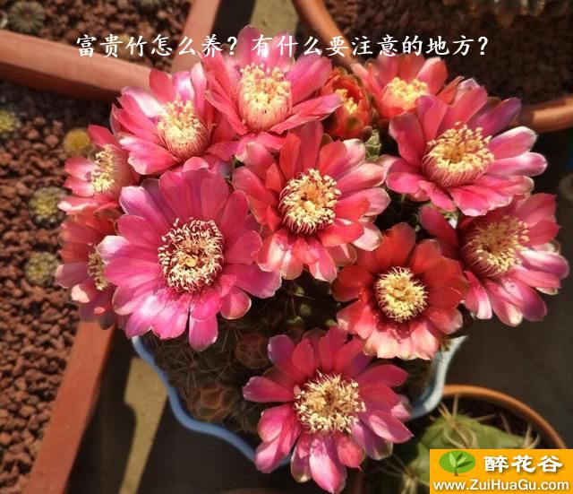 富贵竹怎么养？有什么要注意的地方？