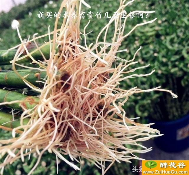新买的水养富贵竹几天生根啊？