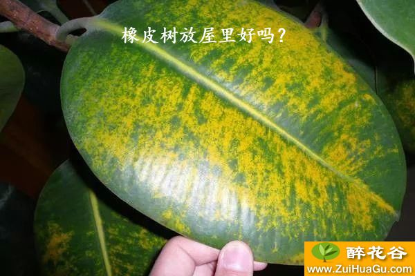 橡皮树放屋里好吗？