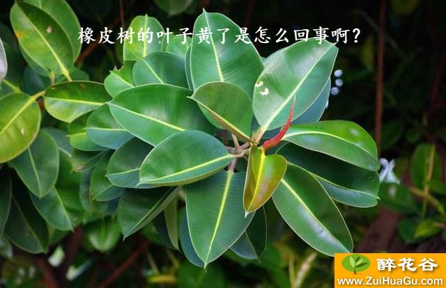 橡皮树的叶子黄了是怎么回事啊？