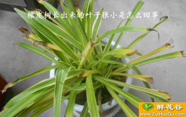 橡皮树长出来的叶子很小是怎么回事