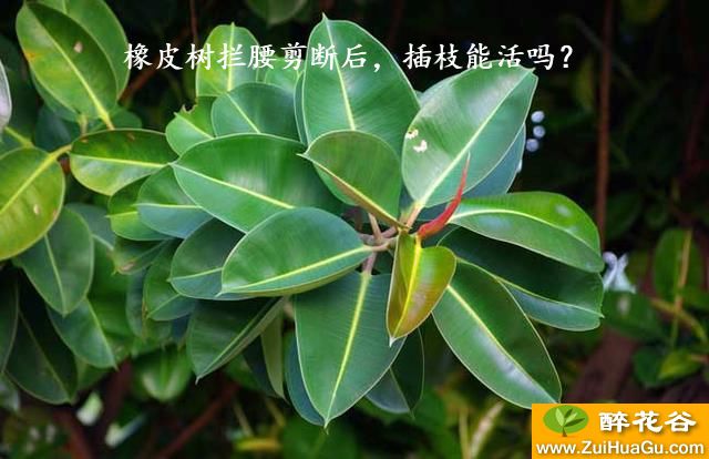 橡皮树拦腰剪断后，插枝能活吗？