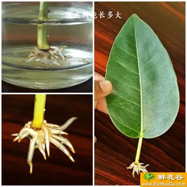 橡皮树能长多大