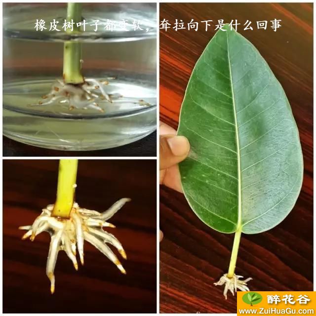 橡皮树叶子都变软，耷拉向下是什么回事