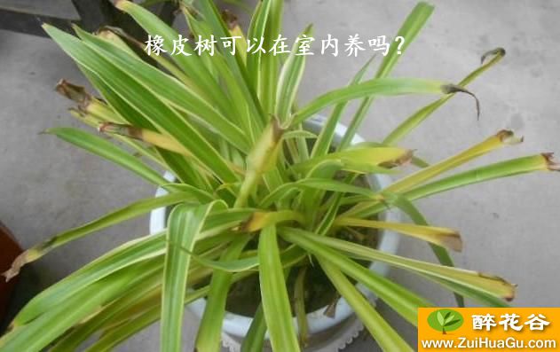 橡皮树可以在室内养吗?