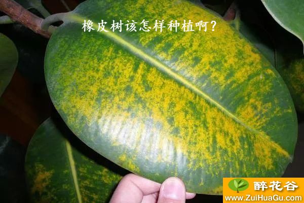 橡皮树该怎样种植啊？