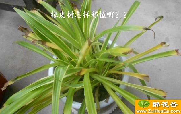 橡皮树怎样移植啊？？