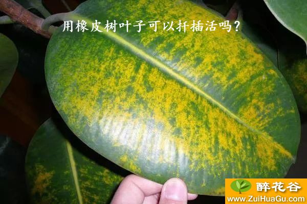 用橡皮树叶子可以扦插活吗？