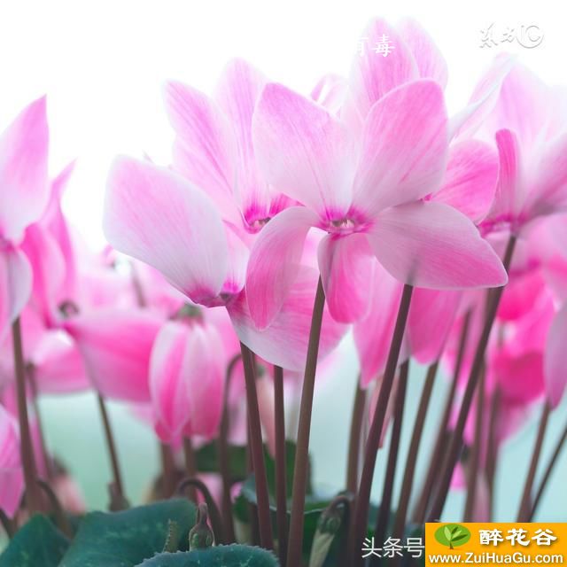 仙客来的花是否有毒