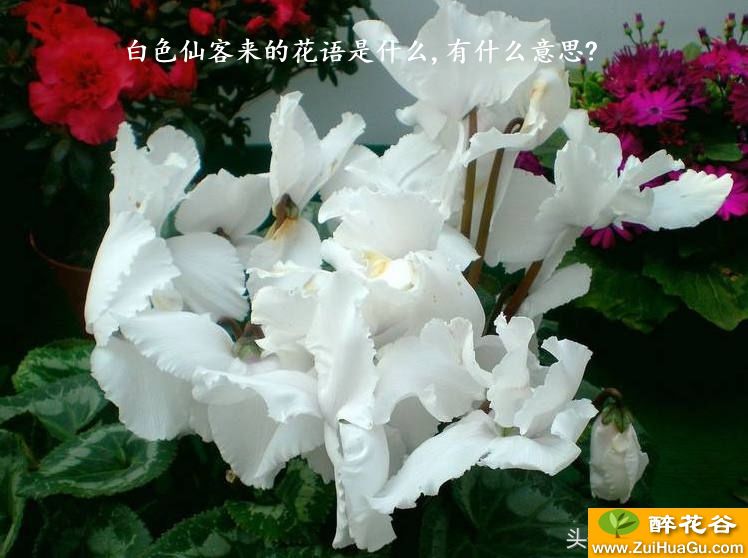 白色仙客来的花语是什么,有什么意思?