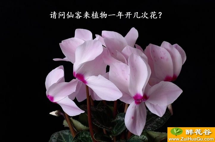 请问仙客来植物一年开几次花？