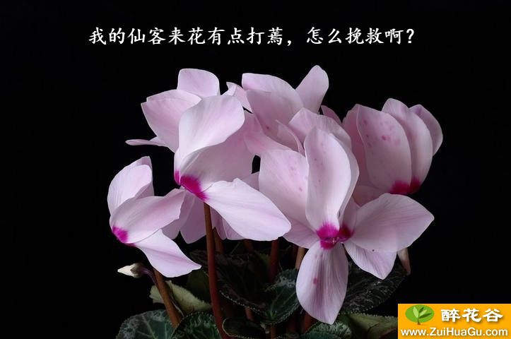 我的仙客来花有点打蔫，怎么挽救啊？