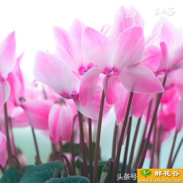 有一种花叫“仙客来”么？