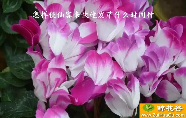 怎样使仙客来快速发芽什么时间种