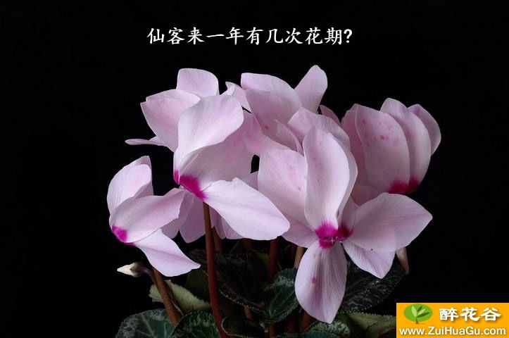 仙客来一年有几次花期?