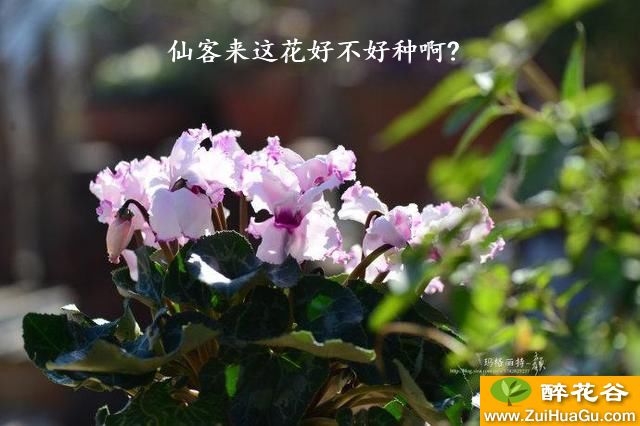 仙客来这花好不好种啊?