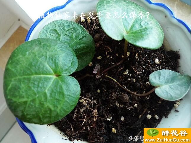 植物仙客来在夏季要怎么保养？